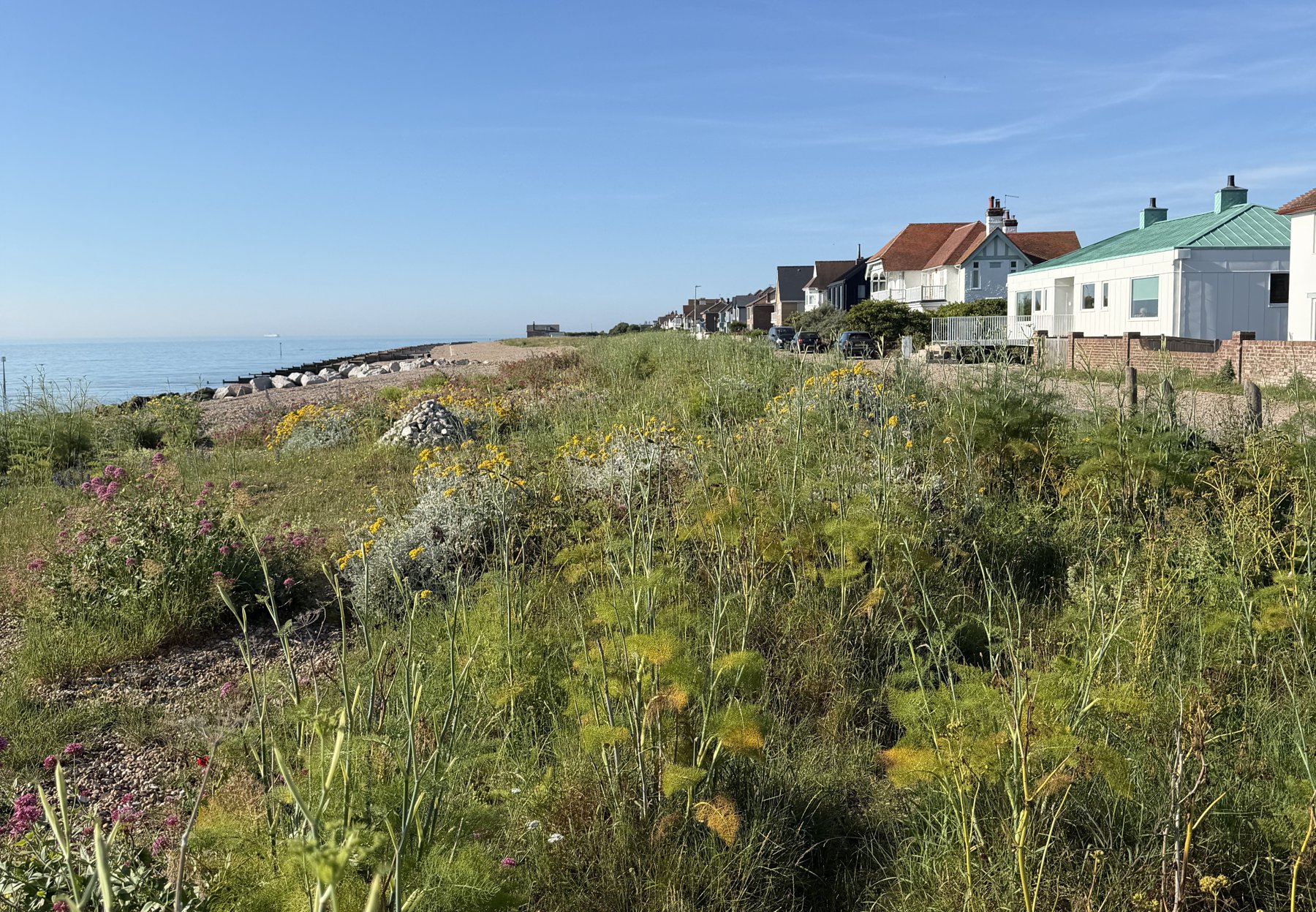 The Wellington Parade seafront at Kingsdown: wildflowers on the shingle bank, the sea to the left and the row of seafront houses beyond.